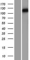 MYO1C Protein (Over-Expression Lysate Myc-DDK (Flag))