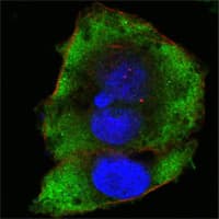 IHC-plus™ Monoclonal Mouse anti-Human FER Antibody (clone 5D2C4, IHC, IF, WB)