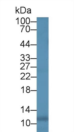 IL8 / Interleukin 8 Antibody (aa23-101, Biotin)