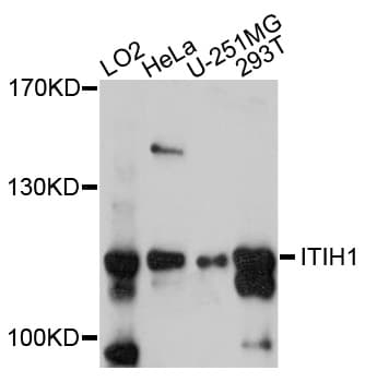 IHC-plus™ ITIH1 Antibody
