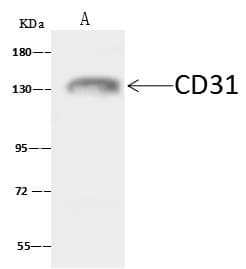 PECAM-1 / CD31 Antibody (Preservative Free)