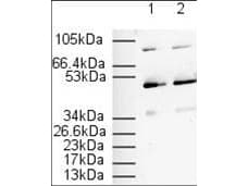 IHC-plus™ PPARA / PPAR Alpha Antibody (aa1-25)