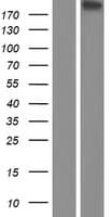 CSPG4 / NG2 Protein (Over-Expression Lysate Myc-DDK (Flag))