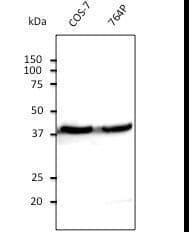 IHC-plus™ ACTB / Beta Actin Antibody (N-Terminus)