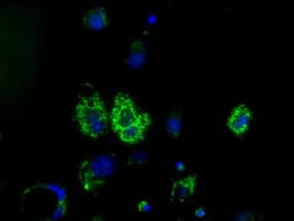 HIBCH Antibody (clone OTI3F6)