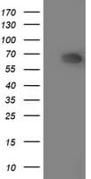 ILVBL Antibody (clone OTI4E4, Carrier-free)