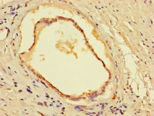 CYB5R1 Antibody