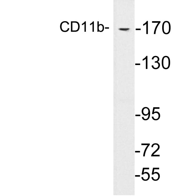 ITGAM / CD11b Antibody (aa769-818)