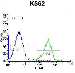 IHC-plus™ Polyclonal Rabbit anti-Human DEPDC5 Antibody (aa1404-1432, IHC, WB)
