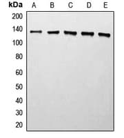 HDAC5 Antibody (C-Terminus)