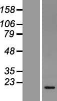 NDUFS5 Protein (Over-Expression Lysate Myc-DDK (Flag))
