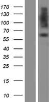 PDIA2 Protein (Over-Expression Lysate Myc-DDK (Flag))