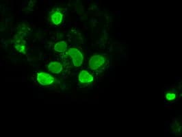 SOX17 Antibody (clone OTI2B6)