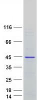 Human OCIAD1 Protein (Recombinant Myc-DDK (Flag))