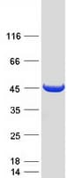 Human NME7 Protein (Recombinant Myc-DDK (Flag))