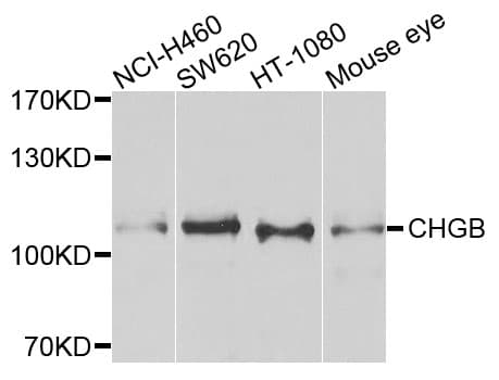 CHGB / Chromogranin B Antibody