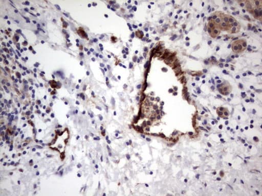 VWF / Von Willebrand Factor Antibody (aa764-1263, clone OTI2D11)