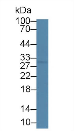C-Peptide 1 Antibody (clone A8)