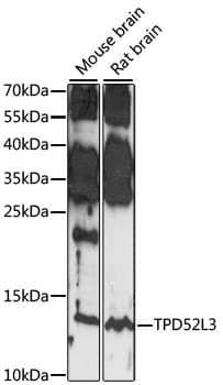 TPD52L3 Antibody