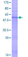 Human TAS2R60 Protein (Recombinant GST)
