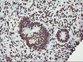 FBXO21 Antibody (clone OTI6E7, Carrier-free)