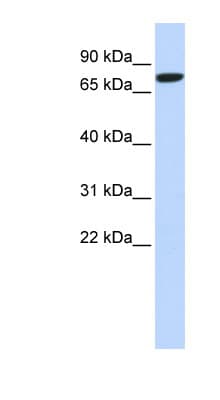 DLL1 Antibody (N-Terminus)
