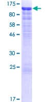 Human CDH12 / Cadherin 12 Protein (Recombinant GST)