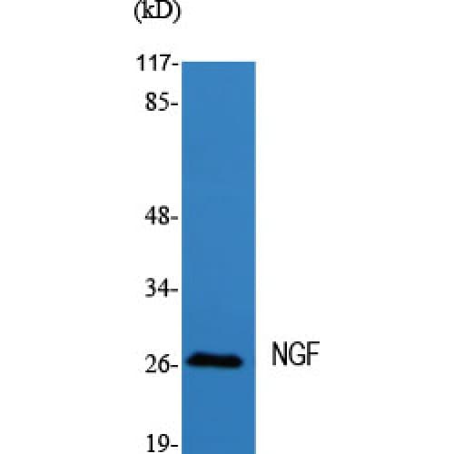 NGF Antibody (Internal)