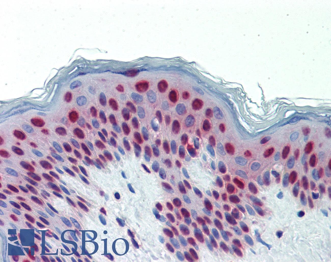 IHC-plus™ CENPK Antibody (aa239-266)