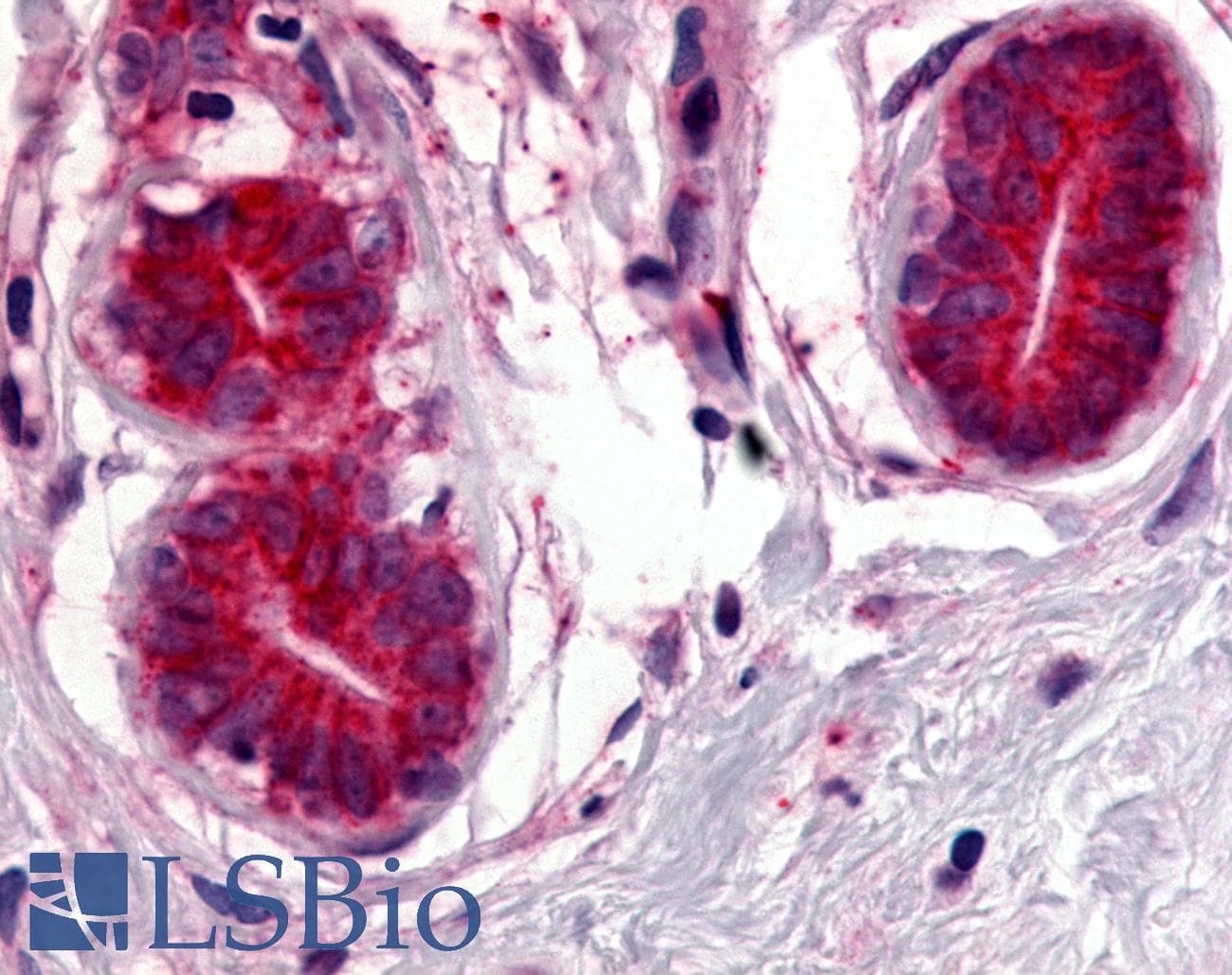 PathPlus™ WNT8A Antibody (Internal)