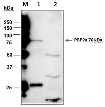 Penicillin Binding Protein 2a Antibody (Preservative Free)