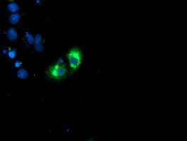 GOLM1 / GP73 / GOLPH2 Antibody (clone OTI4B3, Carrier-free)