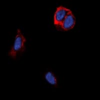 Polyclonal Rabbit anti-Human TAS2R14 / TRB1 Antibody (Internal, IF, WB)