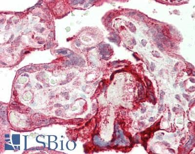Polyclonal Rabbit anti-Human AREG / Amphiregulin Antibody (aa20-100, IHC, WB)