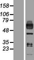 MSR1 / CD204 Protein (Over-Expression Lysate Myc-DDK (Flag))