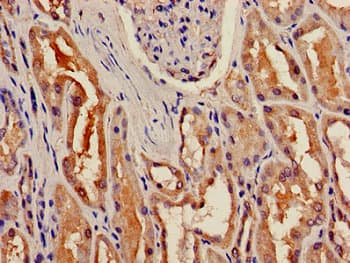 BBOX1 / BBOX Antibody
