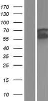HCK Protein (Over-Expression Lysate Myc-DDK (Flag))