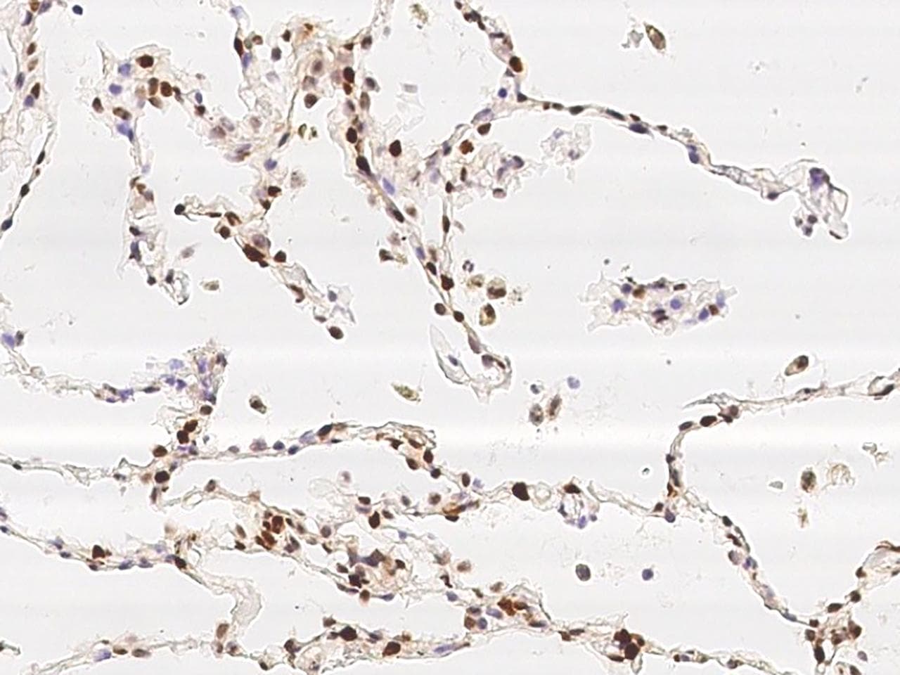 NFIB Antibody