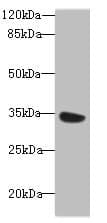 Polyclonal Rabbit anti-Human KSP32 / MIOX Antibody (WB)