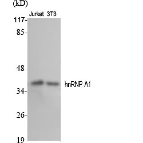 HNRPA1 / HnRNP A1 Antibody (30-110 aa, Internal)