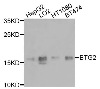 BTG2 Antibody