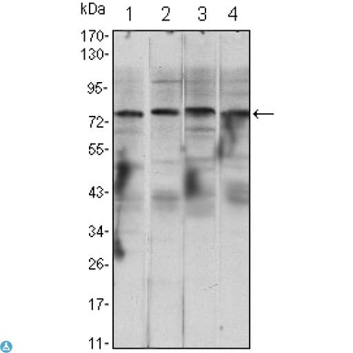 Monoclonal Mouse anti-Human CHUK / IKKA / IKK Alpha Antibody (IF, WB)