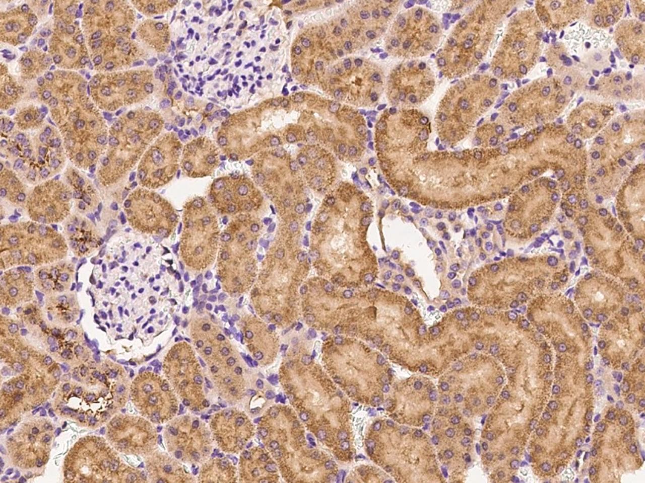 VTCN1 / B7-H4 Antibody (Preservative Free)