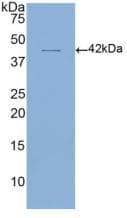 CD4 Antibody (aa26-390)