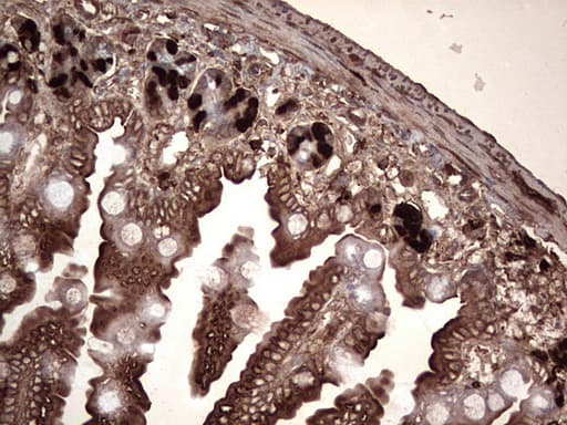 Monoclonal Rat BrdU Antibody (clone 4A5, IHC)