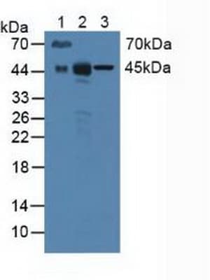 Basigin / Emmprin / CD147 Antibody (aa87-323, APC)