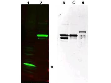 IHC-plus™ Polyclonal Rabbit anti-Human SPANXC / SPANX-C Antibody (IHC, WB)