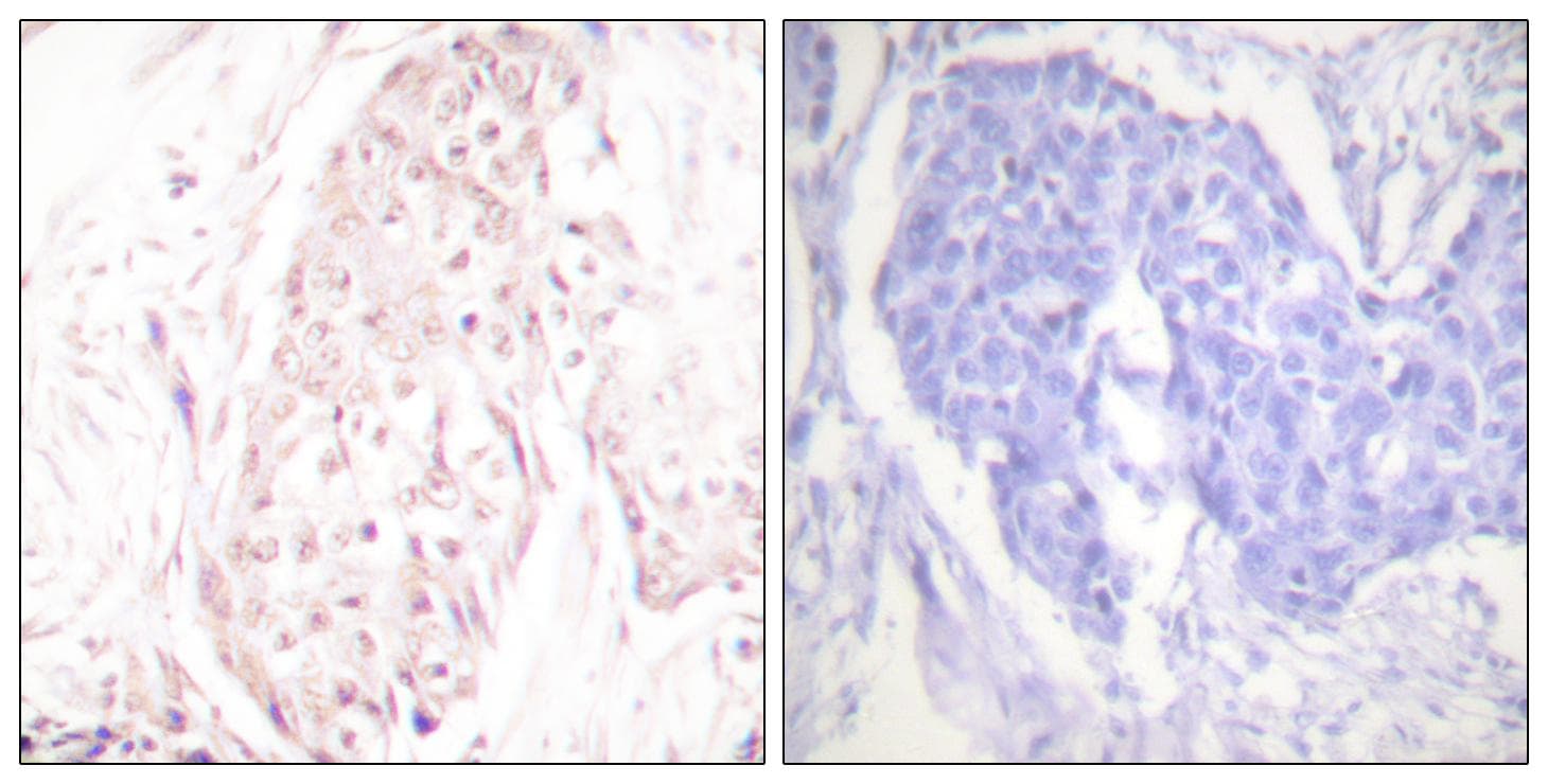 SENP8 Antibody
