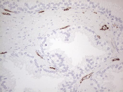 Monoclonal Mouse anti-Human CD34 Antibody (clone OTI11E1, Carrier-free, aa312-385, IHC, WB)