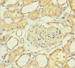 NXPH2 Antibody (aa23-264)